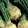 Fresh Celeriac Available from TPS Fruit and Veg, Wholesale Suppliers in Aberdeenshire and Moray of Fresh Fruit and Vegetable