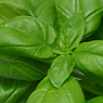 Fresh Basil Available from TPS Fruit and Veg, Wholesale Suppliers in Aberdeenshire and Moray of Fresh Fruit and Vegetable