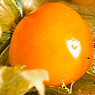 Physalis Available from TPS Fruit and Veg, Wholesale Suppliers in Aberdeenshire and Moray of Fresh Fruit and Vegetable
