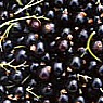 Blackcurrants Available from TPS Fruit and Veg, Wholesale Suppliers in Aberdeenshire and Moray of Fresh Fruit and Vegetable