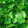 Flat Parsley Available from TPS Fruit and Veg, Wholesale Suppliers in Aberdeenshire and Moray of Fresh Fruit and Vegetable