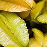 Star Fruit Available from TPS Fruit and Veg, Wholesale Suppliers in Aberdeenshire and Moray of Fresh Fruit and Vegetable
