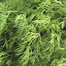 Fresh Dill Available from TPS Fruit and Veg, Wholesale Suppliers in Aberdeenshire and Moray of Fresh Fruit and Vegetable